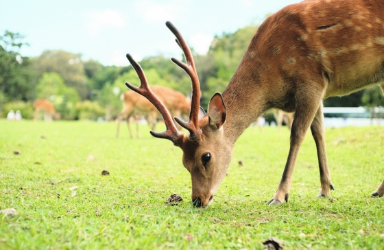 奈良公園 │ 奈良県